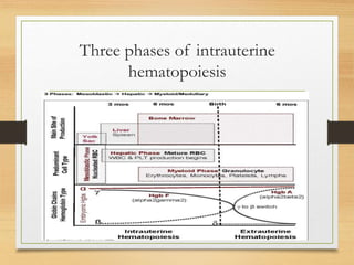 Three phases of intrauterine
hematopoiesis
 