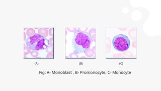 Hematopoiesis - and production of blood cells | PPT