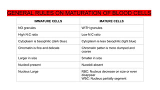 Chromatin Rbc HEMATOPOIESIS OF RBC AND PRECURSORS PPTT | PPTX