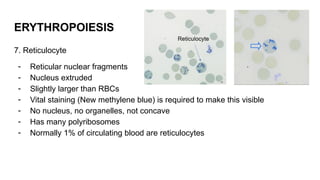 Radioactive Rbcs HEMATOPOIESIS OF RBC AND PRECURSORS PPTT | PPTX
