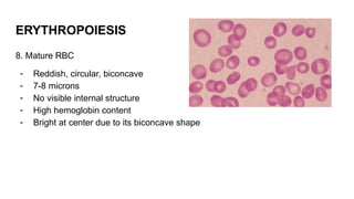 HEMATOPOIESIS OF RBC AND PRECURSORS PPTT | PPTX