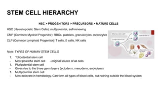 HEMATOPOIESIS OF RBC AND PRECURSORS PPTT | PPTX