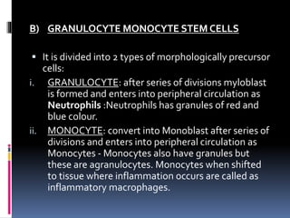 B) GRANULOCYTE MONOCYTE STEM CELLS
 It is divided into 2 types of morphologically precursor
cells:
i. GRANULOCYTE: after series of divisions myloblast
is formed and enters into peripheral circulation as
Neutrophils :Neutrophils has granules of red and
blue colour.
ii. MONOCYTE: convert into Monoblast after series of
divisions and enters into peripheral circulation as
Monocytes - Monocytes also have granules but
these are agranulocytes. Monocytes when shifted
to tissue where inflammation occurs are called as
inflammatory macrophages.
 
