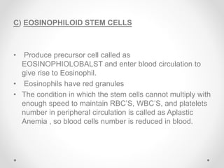 C) EOSINOPHILOID STEM CELLS
• Produce precursor cell called as
EOSINOPHIOLOBALST and enter blood circulation to
give rise to Eosinophil.
• Eosinophils have red granules
• The condition in which the stem cells cannot multiply with
enough speed to maintain RBC’S, WBC’S, and platelets
number in peripheral circulation is called as Aplastic
Anemia , so blood cells number is reduced in blood.
 