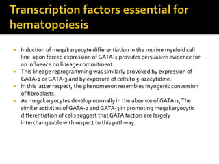  Induction of megakaryocyte differentiation in the murine myeloid cell
line upon forced expression of GATA-1 provides persuasive evidence for
an influence on lineage commitment.
 This lineage reprogramming was similarly provoked by expression of
GATA-2 or GATA-3 and by exposure of cells to 5-azacytidine.
 In this latter respect, the phenomenon resembles myogenic conversion
of fibroblasts.
 As megakaryocytes develop normally in the absence of GATA-1,The
similar activities of GATA-2 and GATA-3 in promoting megakaryocytic
differentiation of cells suggest that GATA factors are largely
interchangeable with respect to this pathway.
 