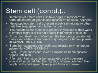 • Hematopoietic stem cells also take origin in mesoderm of
aorta, mesoderm of gonads and mesoderm of meso- nephrons
• Hematopoietic stem cells present in yolk sac migrate to other
parts like liver, spleen and bone marrow
• The hematopoietic stem cells present in yolk sac at third week
of embryo migrate to liver at around third month of fetal life
• So, around third month of embryo the liver gets populated with
these stem cells and become a major organ for hematopoiesis-
DOMINANT MIGRATION
• Some hematopoietic stem cells also migrate to lymph nodes,
spleen –MINOR MIGRATION
• Liver , lymph nodes and spleen continue as hematopoietic
organs until birth
• After birth, liver stops its hematopoietic activity because
around 4th month of fetal life migration of stem cells from liver,
lymph nodes and spleen takes place to bone marrow
 