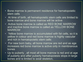 • Bone marrow is permanent residence for hematopoietic
stem cells
• At time of birth, all hematopoietic stem cells are limited to
bone marrow and bone marrow will be active
• Active bone marrow is called as RED BONE MARROW
and inactive bone marrow is called as YELLOW BONE
MARROW
• Yellow bone marrow is accumulated with fat cells, so it is
yellow in colour and red bone marrow is highly vascular
and rich in hematopoietic stem cells
• For new born baby, all bone marrow are red and as age
increases red bone marrow is active only in membranous
bones
• Up to puberty , all most all bone marrow is red and at age
of puberty and after puberty hematopoiesis stops in large
bones and is limited to axial skeleton,
 