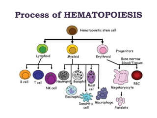 Process of HEMATOPOIESIS
 