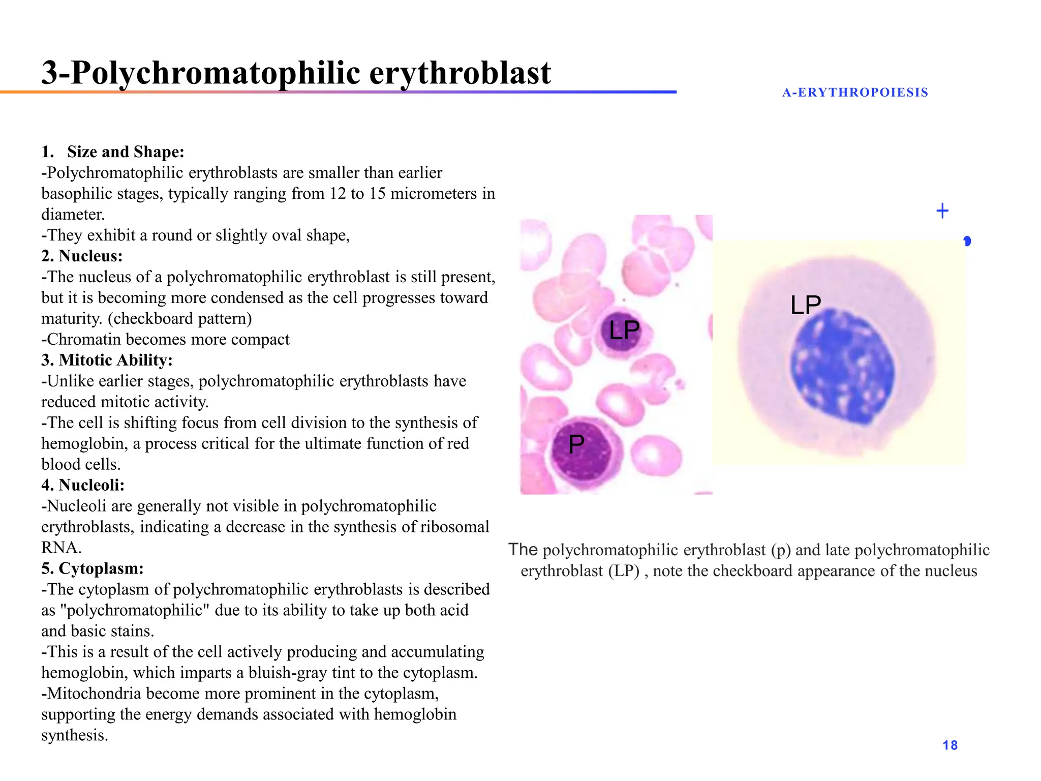 hematopoiesis histology - maha hammady.pptx