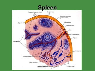 Spleen Development Hematopoiesis 06 07 | PPT
