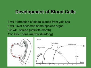 Blood Development Hematopoiesis 06 07 | PPT