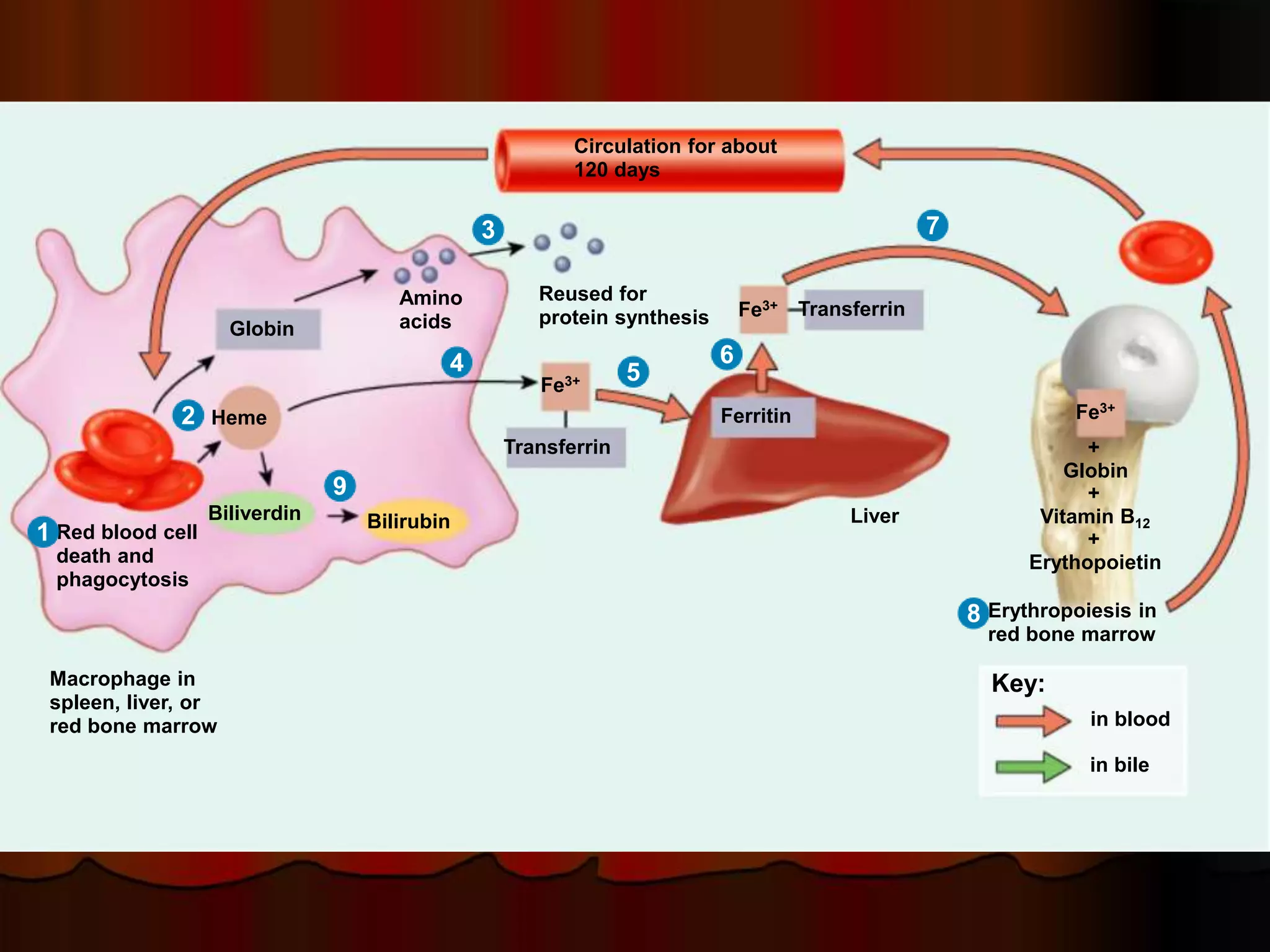Hematopoiesis 2016 Formation of Blood Cells.ppt