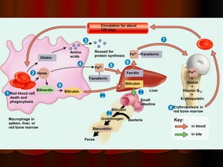 Genesis Of Rbc Hematopoiesis 2016 Formation of Blood Cells.ppt