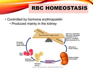 RBC HOMEOSTASIS
• Controlled by hormone erythropoietin
• Produced mainly in the kidney
 