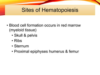 Sites of Hematopoiesis
• Blood cell formation occurs in red marrow
(myeloid tissue)
• Skull & pelvis
• Ribs
• Sternum
• Proximal epiphyses humerus & femur
 
