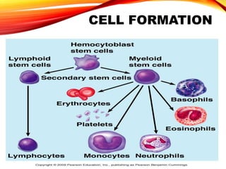 CELL FORMATION
 