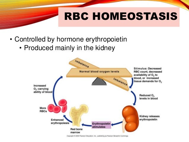 Hematopoiesis And Clotting