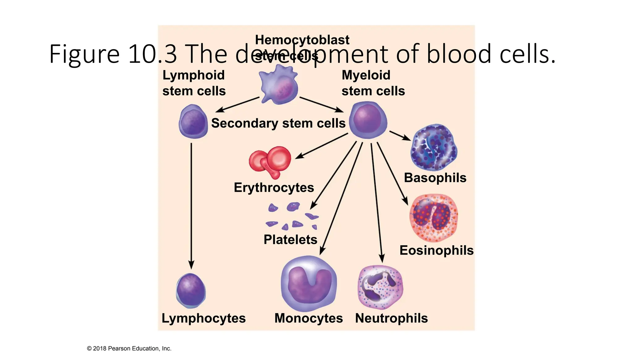 Hematopoiesis and Hemostasis. PowerPoint | PPT