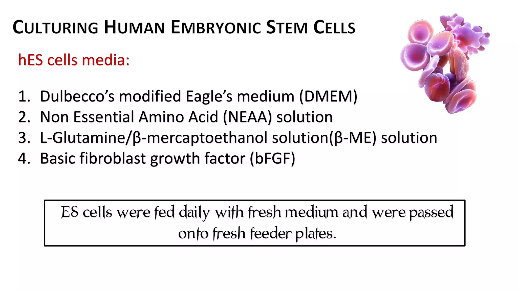 Hematopoietic development of human embryonic stem cells | PPT | Free ...
