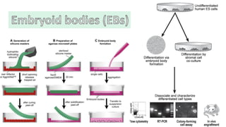 Hematopoietic development of human embryonic stem cells | PDF