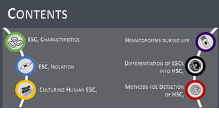 Hematopoietic development of human embryonic stem cells | PDF