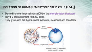 Hematopoietic development of human embryonic stem cells | PDF