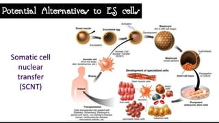 Hematopoietic development of human embryonic stem cells | PDF
