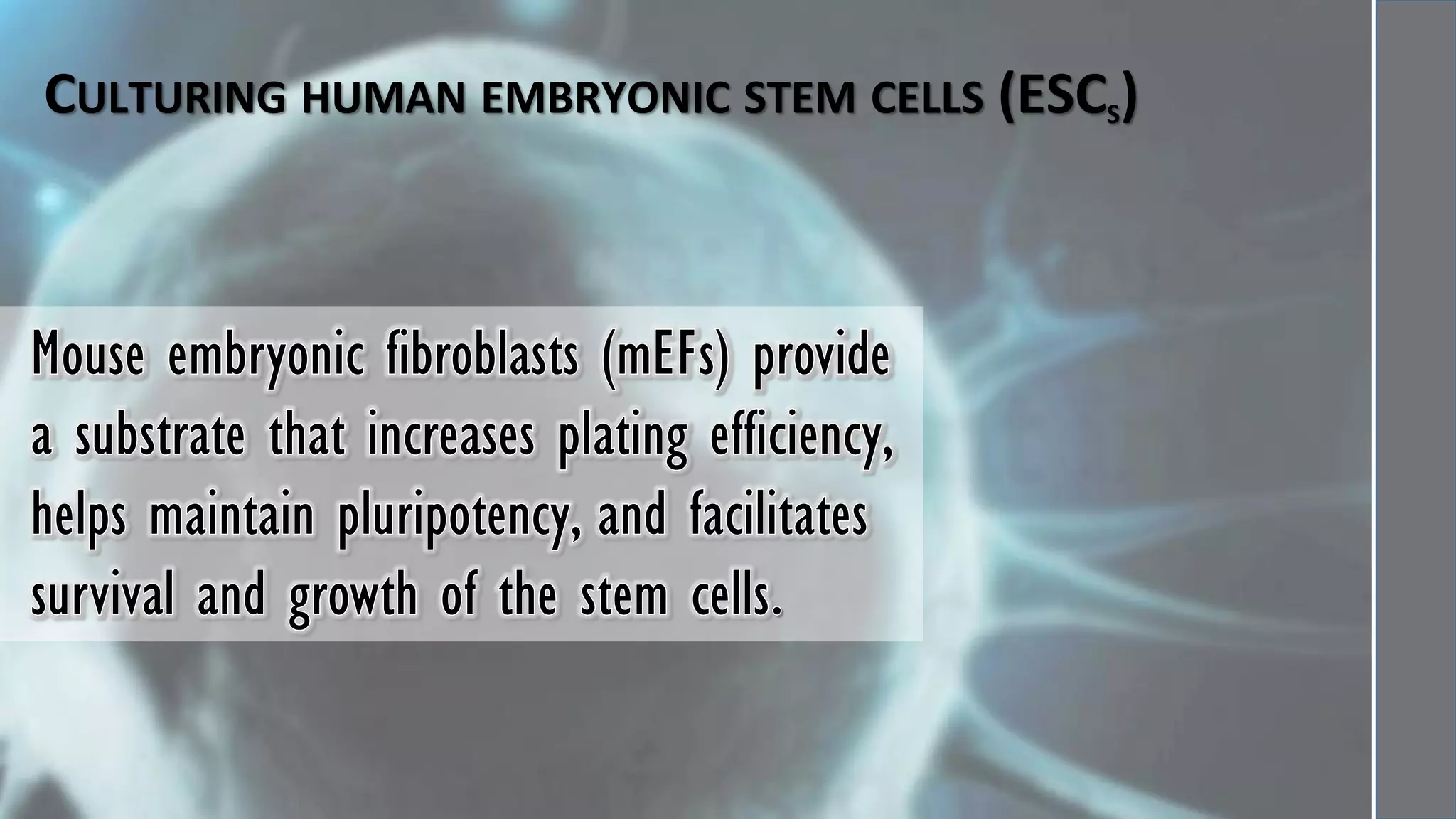 Hematopoietic development of human embryonic stem cells | PDF