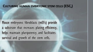Hematopoietic development of human embryonic stem cells | PDF