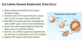 Hematopoietic development of human embryonic stem cells | PDF