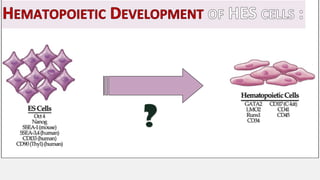 Hematopoietic development of human embryonic stem cells | PDF