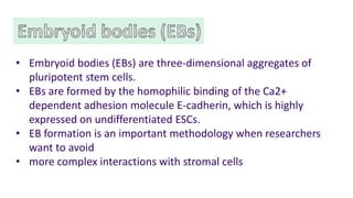 Hematopoietic development of human embryonic stem cells | PDF