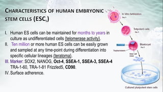 Hematopoietic development of human embryonic stem cells | PDF