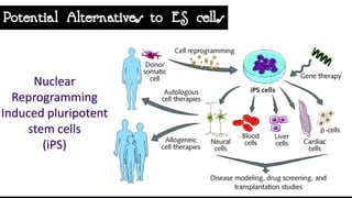 Hematopoietic development of human embryonic stem cells | PDF