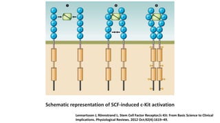 Hematopoietic Stem Cell Harvesting and Mobilization.pptx