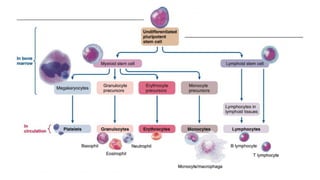 Hematopoietic Stem Cell Transplantation (HSCT).pdf