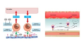 Hematopoietic Stem Cell Transplantation (HSCT).pdf