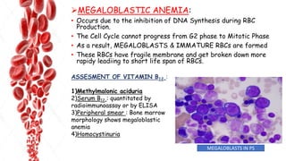 MEGALOBLASTIC ANEMIA:
• Occurs due to the inhibition of DNA Synthesis during RBC
Production.
• The Cell Cycle cannot progress from G2 phase to Mitotic Phase
• As a result, MEGALOBLASTS & IMMATURE RBCs are formed
• These RBCs have fragile membrane and get broken down more
rapidy leadiing to short life span of RBCs.
MEGALOBLASTS IN PS
ASSESMENT OF VITAMIN B12 :
1)Methylmalonic aciduria
2)Serum B12 : quantitated by
radioimmunoassay or by ELISA
3)Peripheral smear : Bone marrow
morphology shows megaloblastic
anemia
4)Homocystinuria
 