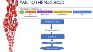 PANTOTHENIC ACID
SH CH2-CH2-NH CO-CH2-CH2-NH CO-CHOH-C(CH3)2-CH2 O-P-O-P-O-Ribose-Adenine
Beta-
mercaptoethanolamine
Beta-alanine Pantothenate ADP
PANTOTHENIC ACID
COENZYME A
SUCCINYL CO A
HEME SYNTHESIS
4’Phosphopantotheine
STRUCTURE OF CO-ENZYME A
 