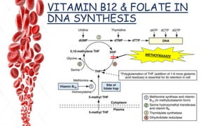 VITAMIN B12 & FOLATE IN
DNA SYNTHESIS
 