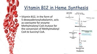 Vitamin B12 in Heme Synthesis
• Vitamin B12, in the form of
5-deoxyadenosylcobalamin, acts
as coenzyme for enzyme
Methylmalonyl CoA mutase for
the conversion of Methylmalonyl
CoA to Succinyl CoA.
Porphyrins
 