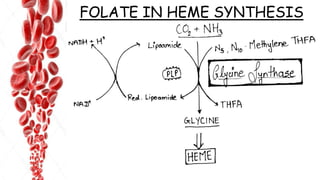 FOLATE IN HEME SYNTHESIS
 