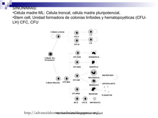 SINONIMIAS: Célula madre ML: Célula troncal, célula madre pluripotencial,  Stem cell, Unidad formadora de colonias linfoides y hematopoyéticas (CFU-LH)   CFC, CFU http://advancelaboratorioclinico.blogspot.com/ 