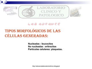 Tipos morfológicos de las células generadas: Nucleadas : leucocitos No nucleadas : eritrocitos Partículas celulares: plaquetas. 