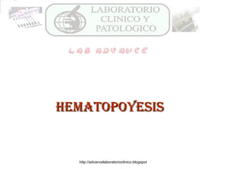 HEMATOPOYESIS 