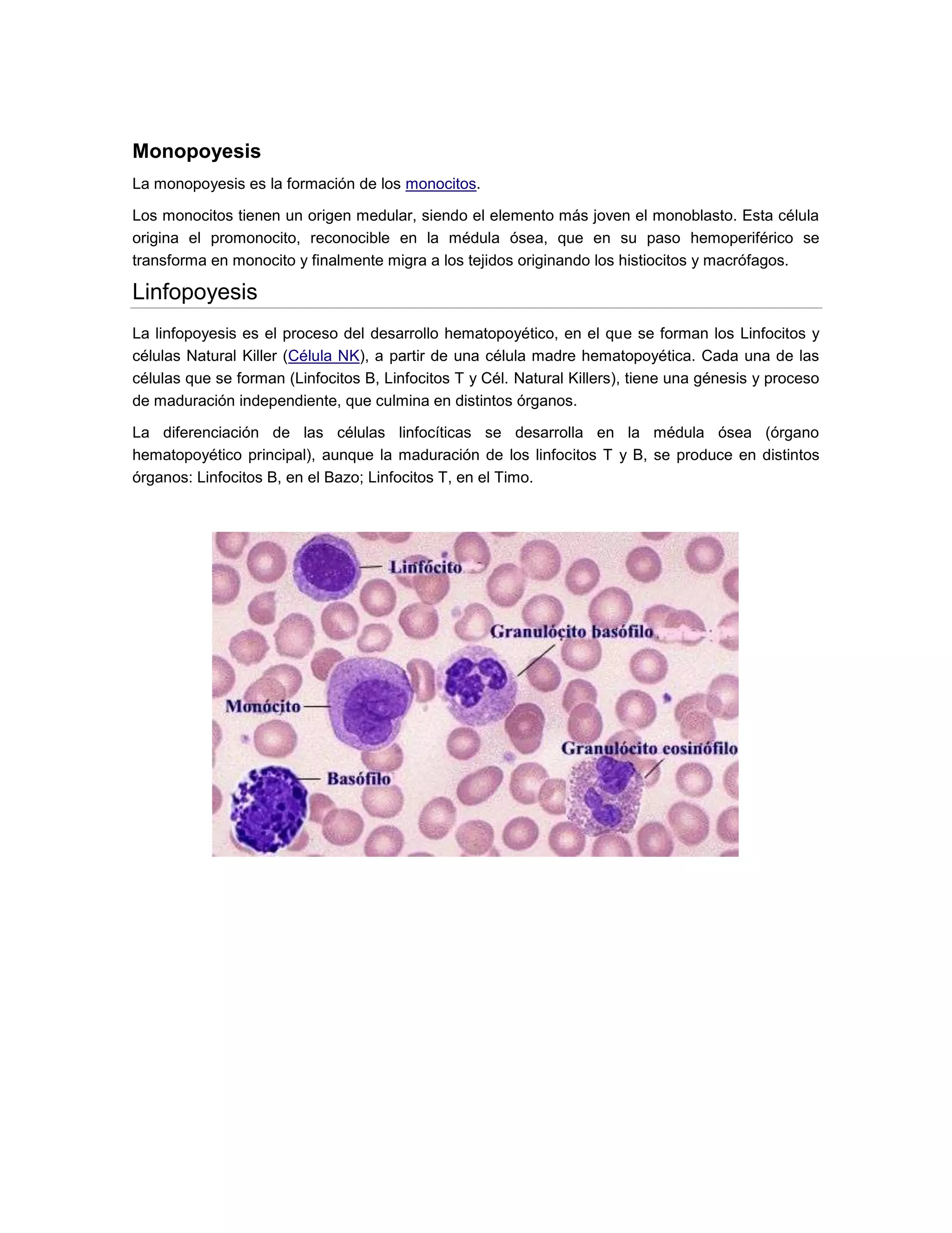 Hematopoyesis | DOCX