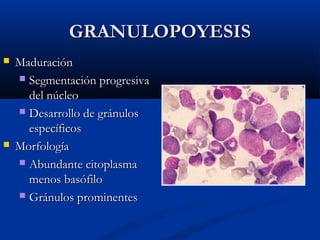 GRANULOPOYESIS




Maduración
 Segmentación progresiva
del núcleo
 Desarrollo de gránulos
específicos
Morfología
 Abundante citoplasma
menos basófilo
 Gránulos prominentes

 