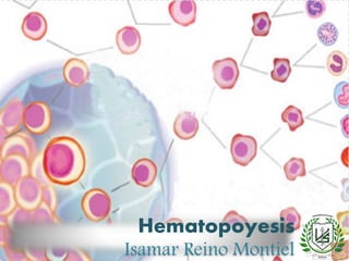 Hematopoyesis
Isamar Reino Montiel
 