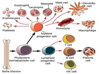  Progenitores hematopoyéticos (Stem Cell)
Célula totipotente con capacidad de
– No puede distinguirse morfológicamente
– ...