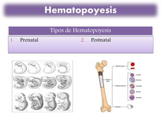 1. Prenatal 2. Postnatal
Tipos de Hematopoyesis
Hematopoyesis
 